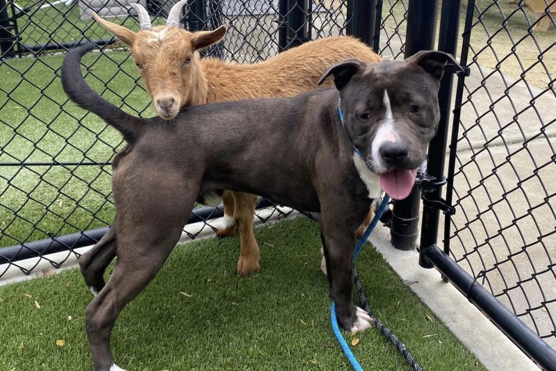 Cinnamon the Goat and Felix the Dog Are Bestie Goals