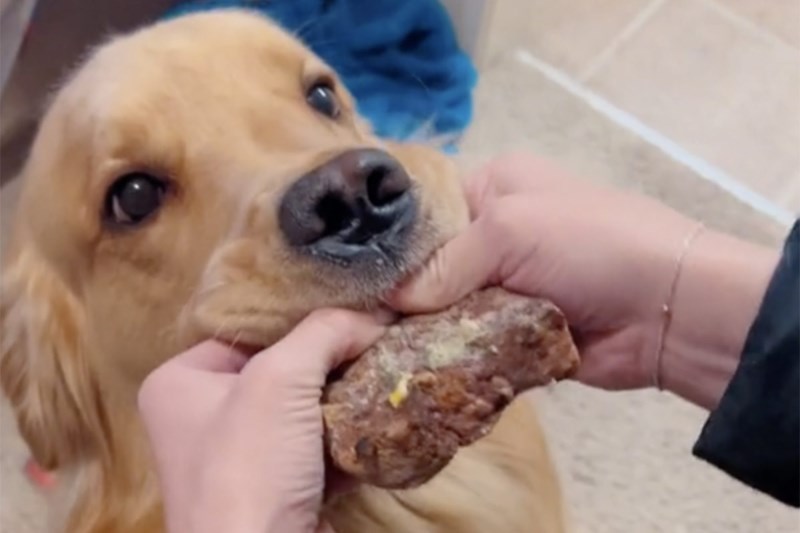 Watch This Golden Retriever Steal His Owner’s Steak and Go Full Jaws of Steel