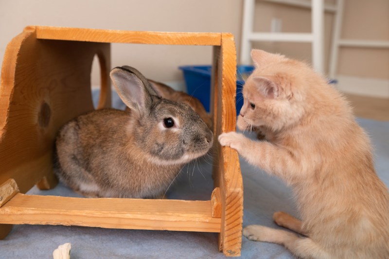 This Kitten Is Learning How To Use His Back Legs After Moving in With a Group of Bunnies