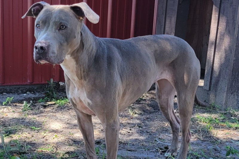 How a Timelapse Video Helped This Shelter Dog Find Her Forever Home After Nearly 1 Year in a Shelter