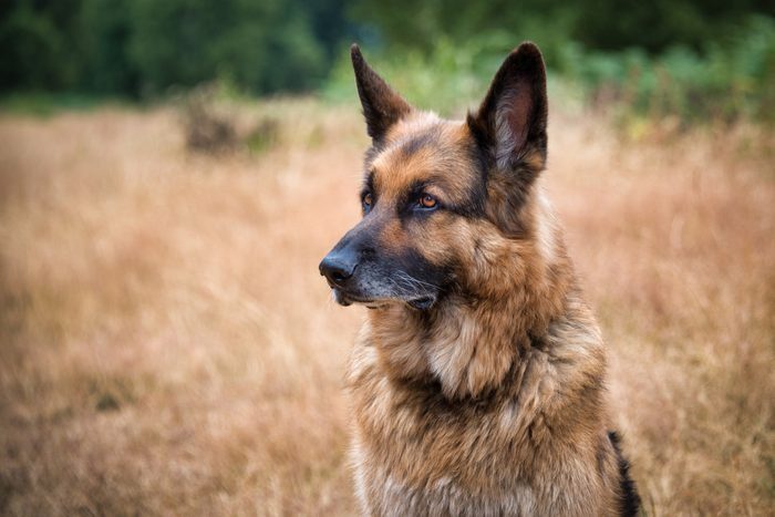 13 Classic German Dog Breeds That Make Great Companions