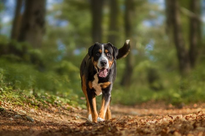 15 Rugged Mountain Dog Breeds That Love Adventures