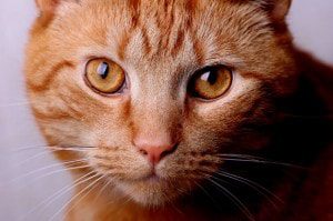 Stress awareness in cats