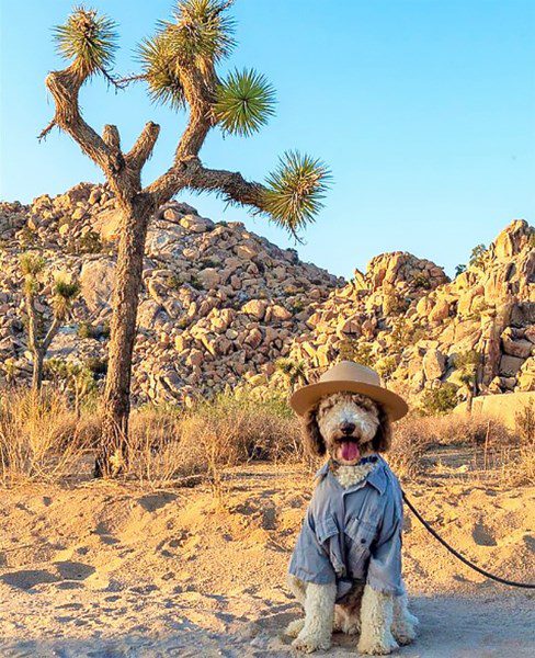 Dog-Friendly National Parks? Here’s the Lowdown on What You Can Do With Your Pup at the 10 Most Popular Sites