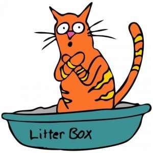 How to Prevent Litter Box Problems