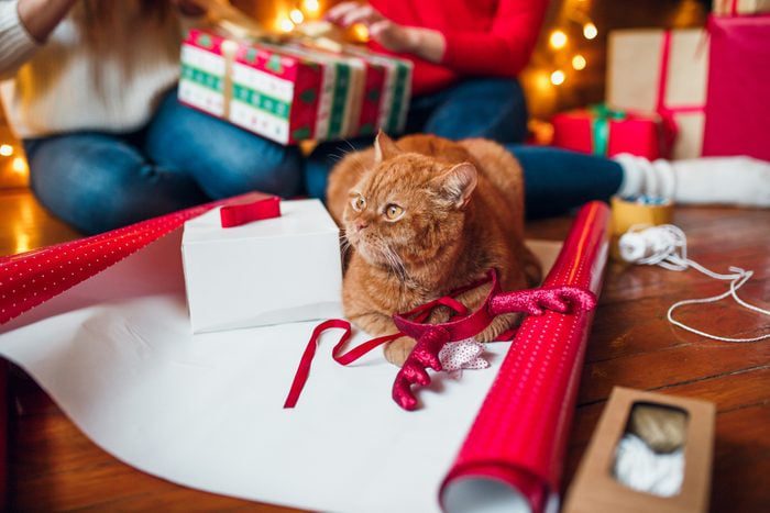 Holiday Pets: The Ultimate Guide to Celebrating with Furry Family Members