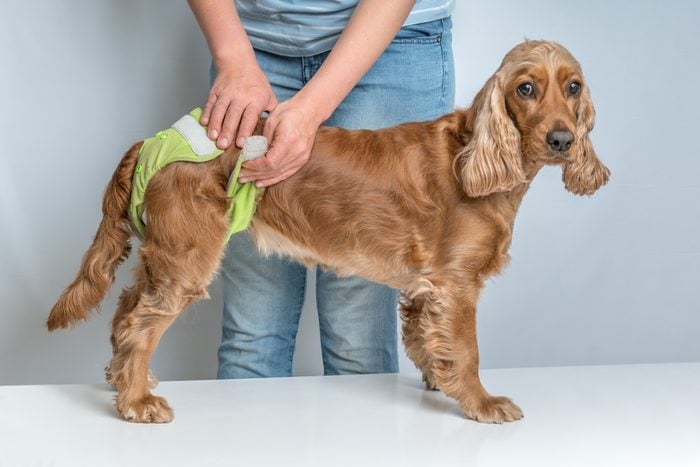 What Are Dog Diapers and Does Your Dog Need Them?