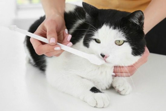 How to Brush Your Cat’s Teeth (4-Week Training Program)