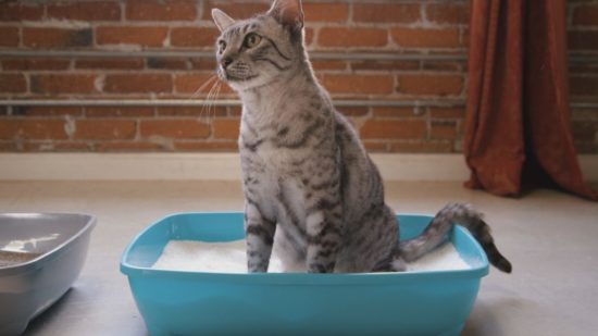 PrettyLitter Alerts Cat Parents to Health Issues Early