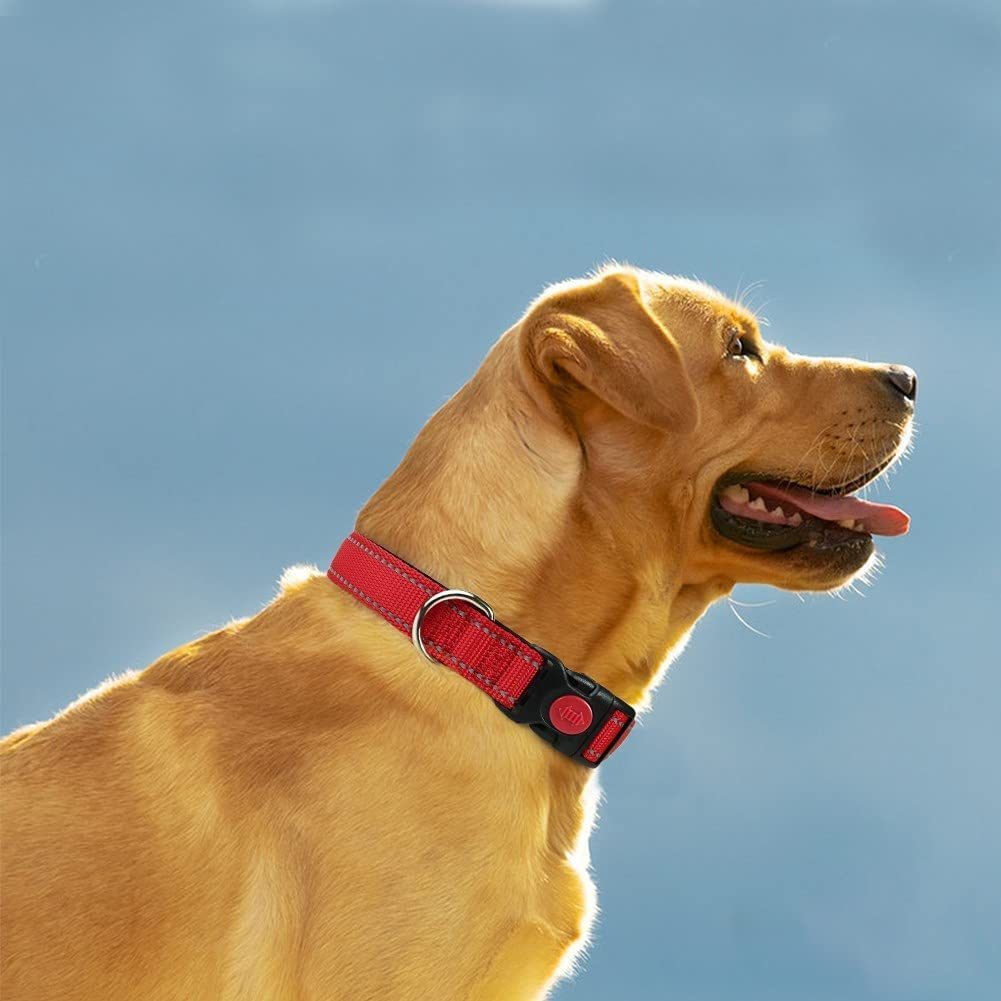 If You See a Dog with a Red Collar, This Is What It Means