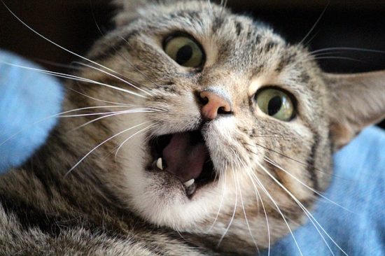 The Connection Between Dental Disease & Kidney Disease in Cats