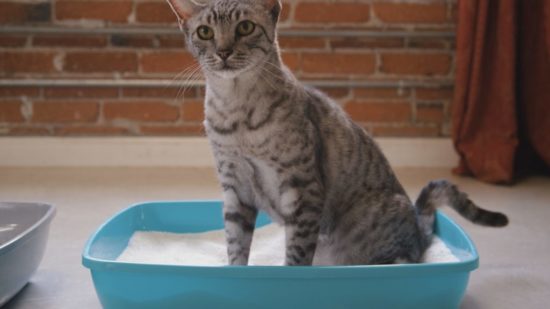 Does The Litter Box Present Health Risks to You and Your Cat?