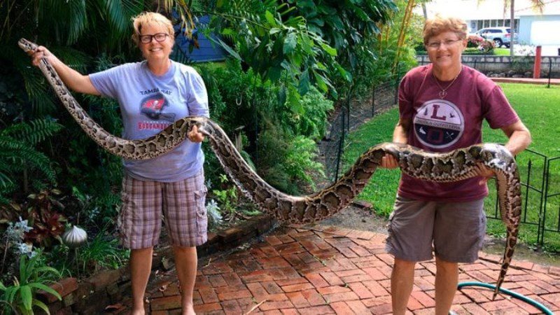 Meet the Women Who Catch Python Snakes in the Everglades Every Night