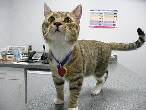 High Blood Pressure in Cats