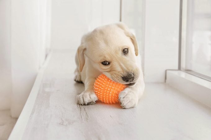 How to Stop a Puppy from Biting, According to Dog Trainers