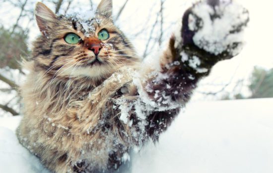 Keep Your Cats Safe this Winter