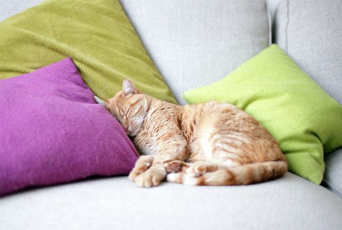 Are Cats Nocturnal? Your Cat’s Overnight Activity, Explained