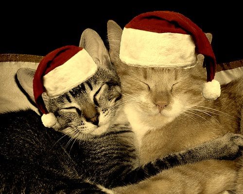 Don’t Let Holiday Stress Affect Your Cats