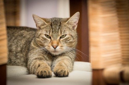 The Cat’s Purr: A Biomechanical Healing Mechanism?