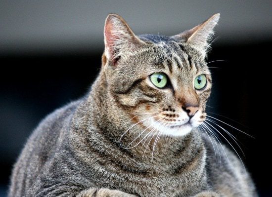 Feline Obesity Continues to Rise in the U.S.