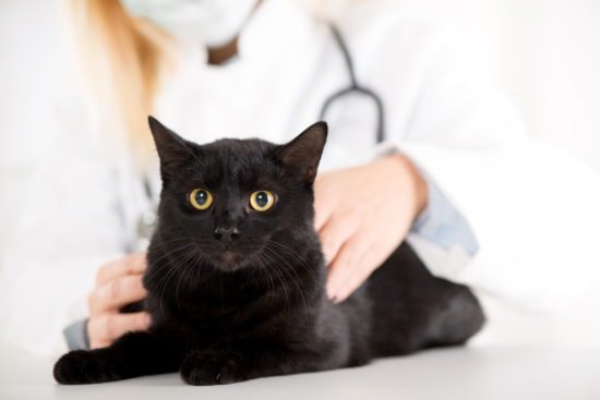 Feline Distemper Vaccination: Will Your Adult Cat Benefit from Re-Vaccination?