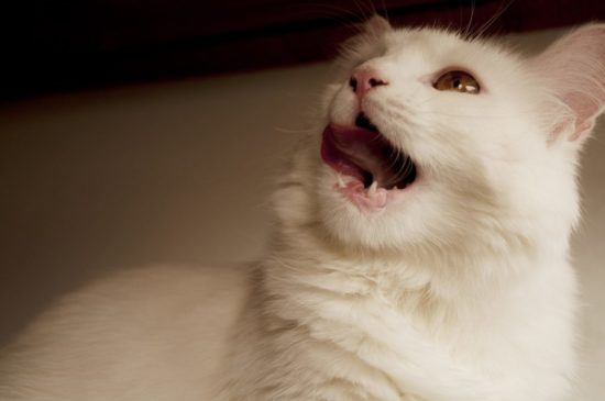 How to Care for Your Cat’s Teeth