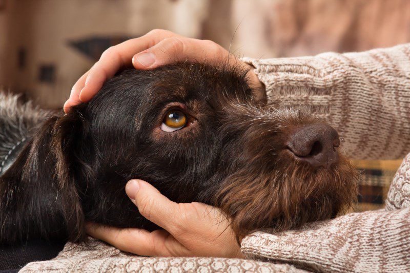 Why Does My Dog Stare at Me? Here Are the Reasons Behind All That Eye Contact