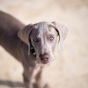 Why Do Dogs Tilt Their Heads? The Answer Is Twofold