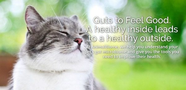 Guts to Feel Good: A Healthy Inside Leads to a Healthy Outside