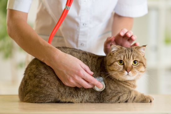 Ask These Questions Before You Agree to Diagnostic Tests for Your Cat