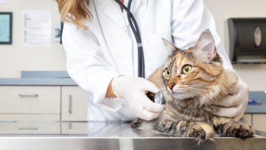 Anesthesia for Cats: Information from a Veterinary Dentist