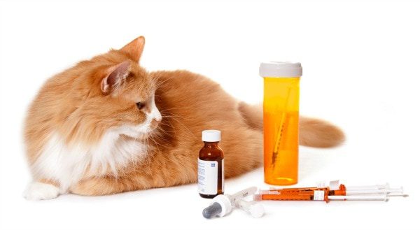 What to Do When Cats Refuse to Take Pills