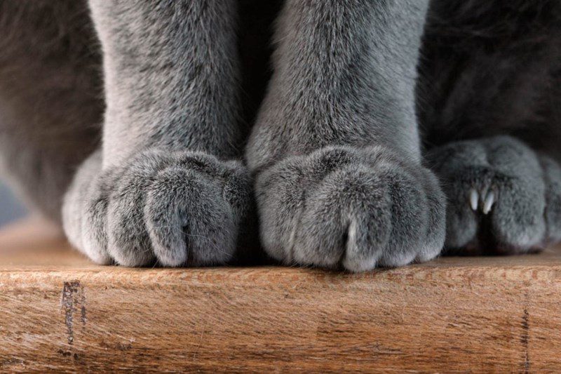 Why Do Cats Knead? An Explanation of the Weird Habit