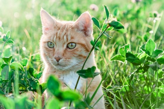 The Microbiome: The Key to Your Cat’s Health