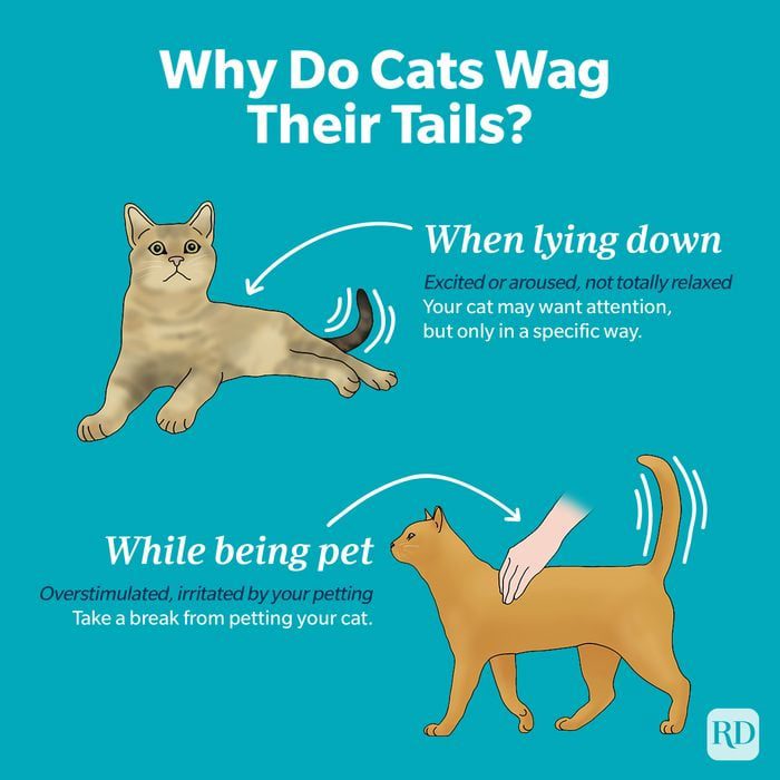 Why Do Cats Wag Their Tails?