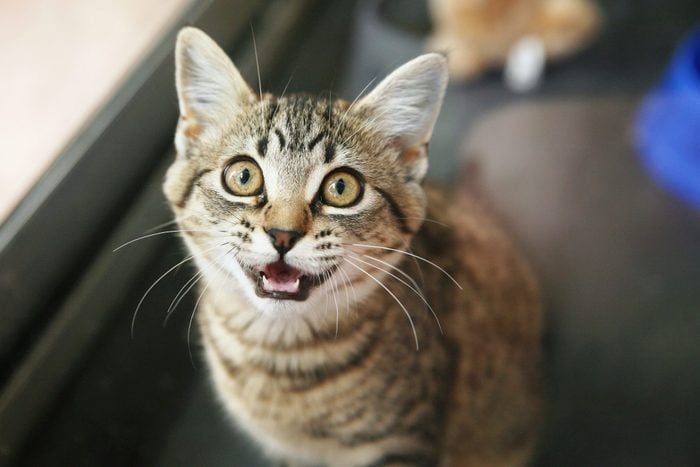 Why Do Cats Meow? These Are the Top 6 Reasons