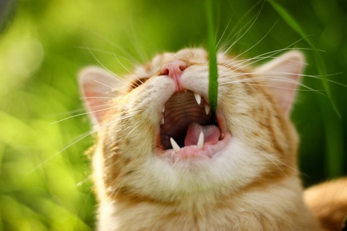 Why Do Cats Eat Grass?