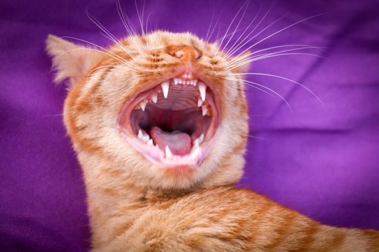 Warning Signs of Feline Periodontal Disease