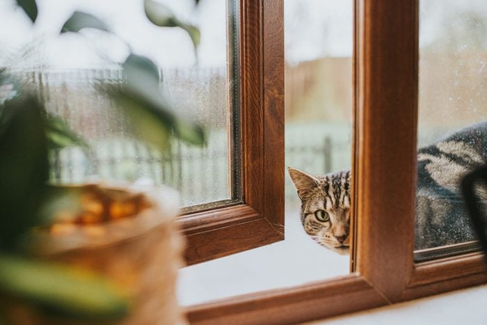 Cat Anxiety: 6 Reasons Your Cat May Be Stressed, and What to Do About It