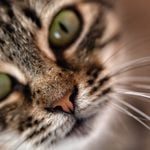 Why Do Cats Purr? The Reasons Behind It