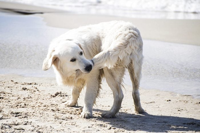 Why Do Dogs Chase Their Tails?