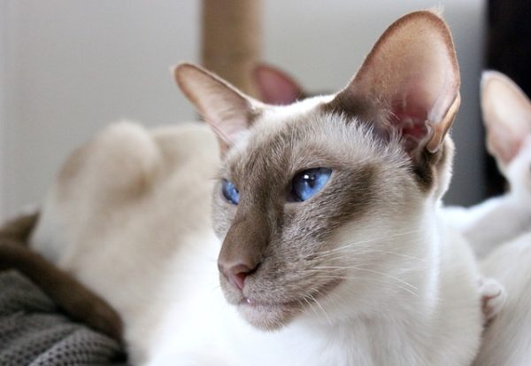 How Feline Cognitive Dysfunction Syndrome May Enlighten Us on Alzheimer’s Disease