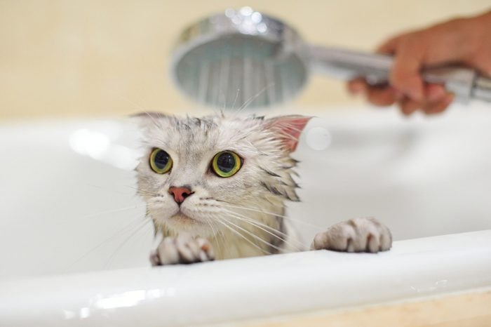 Why Do Cats Hate Water? 6 Reasons Your Cat Doesn’t Like Getting Wet