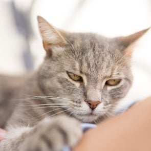 Why Are Cats Scared of Cucumbers?