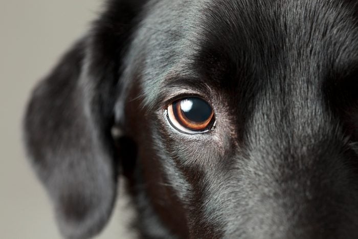 Can Dogs See Color? Learn All About a Dog’s Color Spectrum