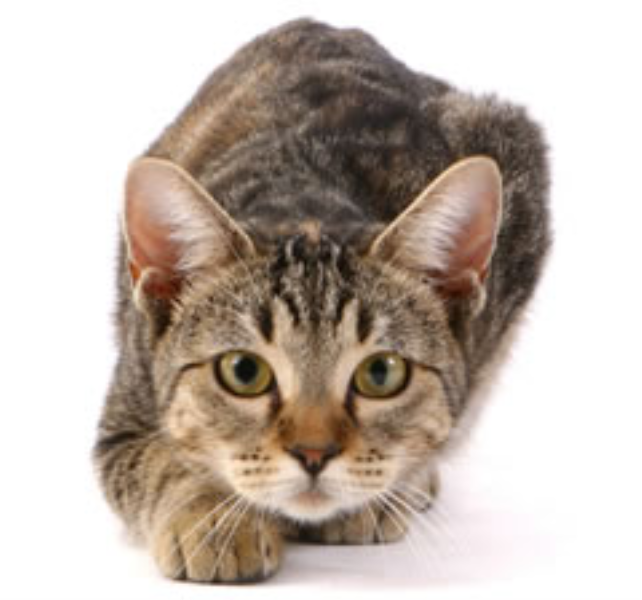 Chronic Renal Disease in Cats