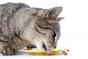 Benefits of Digestive Enzymes for Pets