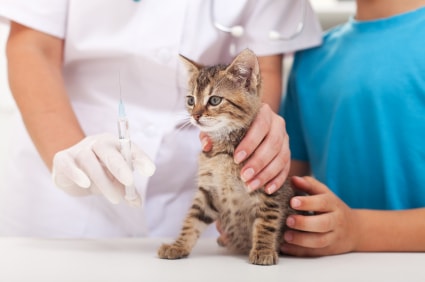 Feline Vaccinations: Walking Through the Minefield