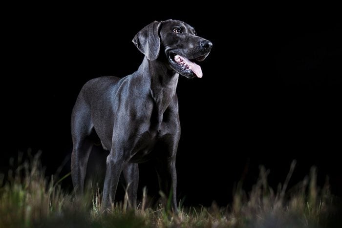 Can Dogs See in the Dark? All About Dogs and Night Vision