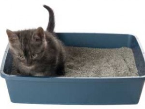 What to Do When Your Cat Is Not Using the Litter Box